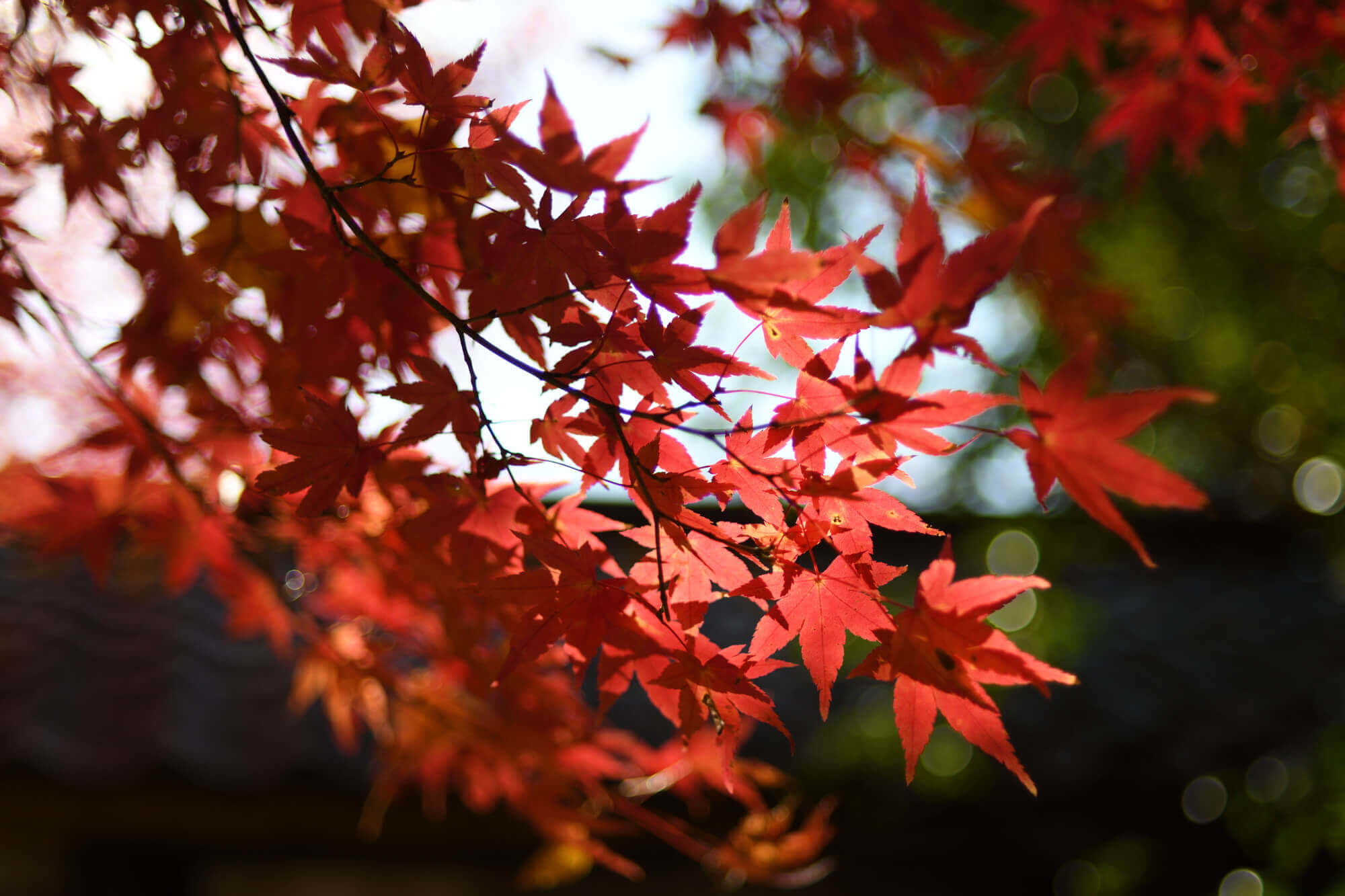 三宅八幡・蓮華寺の紅葉を見頃から落葉まで追いかけてみた