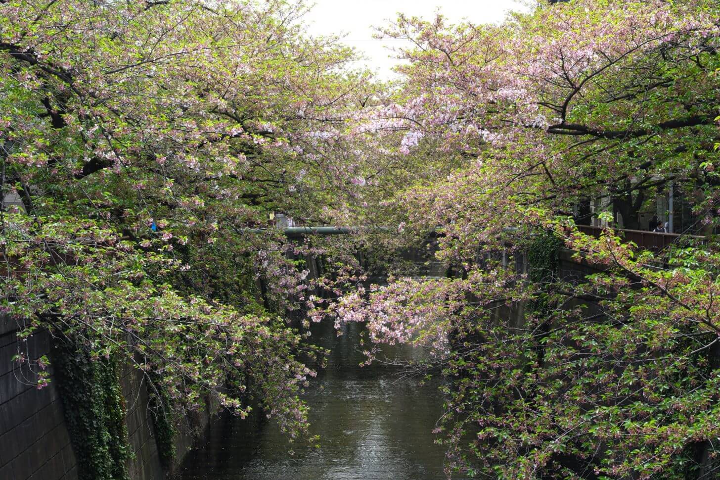 目黒川の散りかけの桜