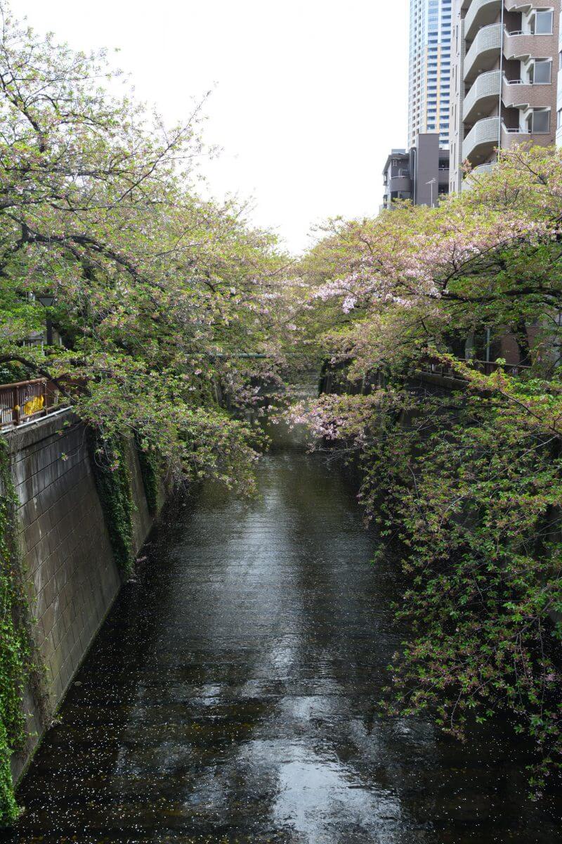 目黒川の散りかけの桜