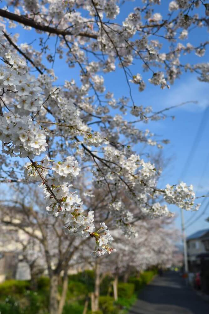 松ヶ崎疎水分線の桜
