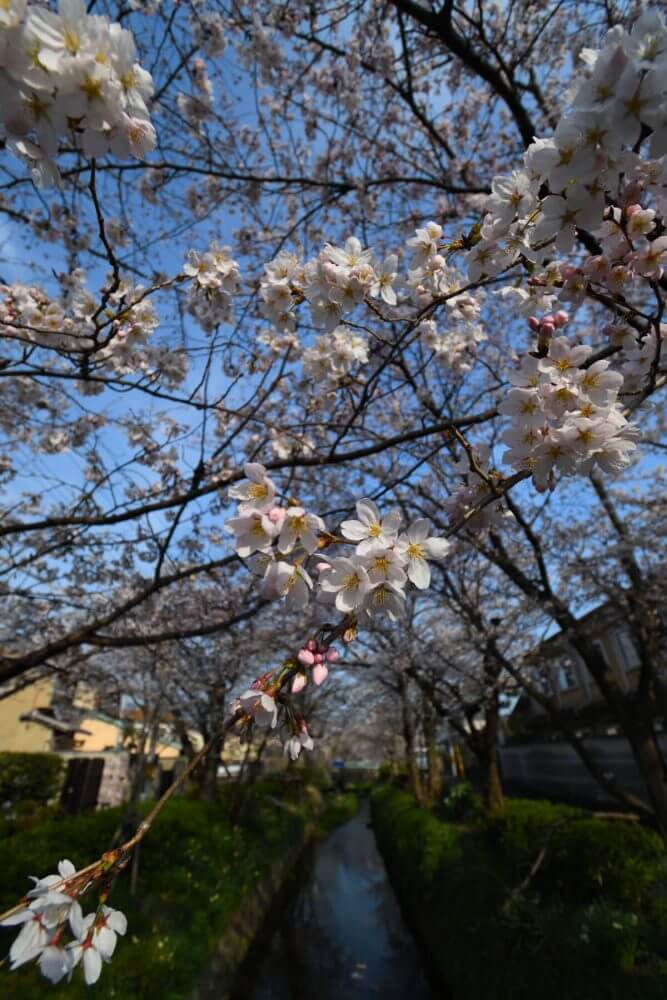 松ヶ崎疎水分線の桜