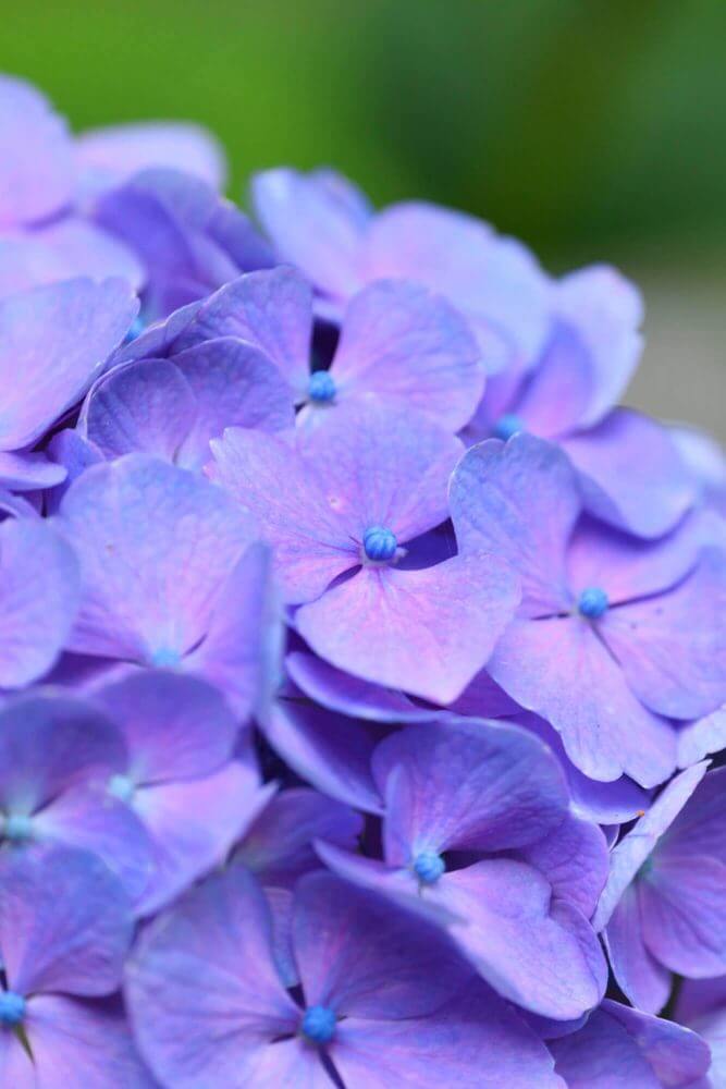 三千院の紫の紫陽花のアップ