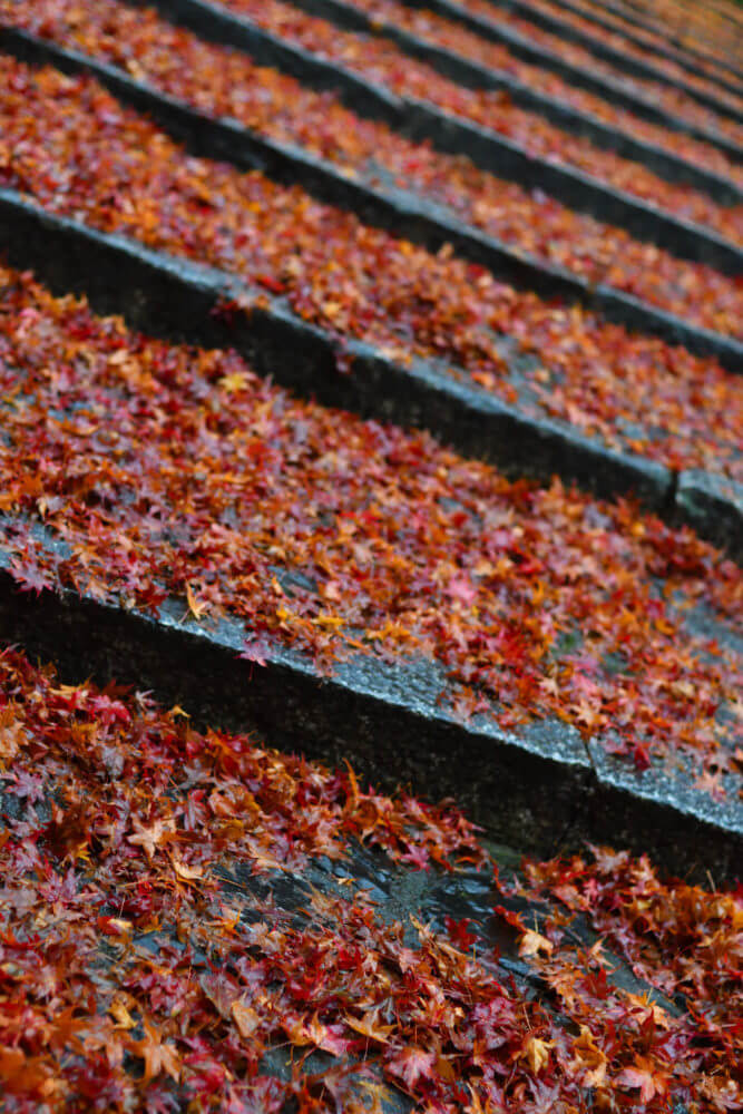 安楽寺の散り紅葉