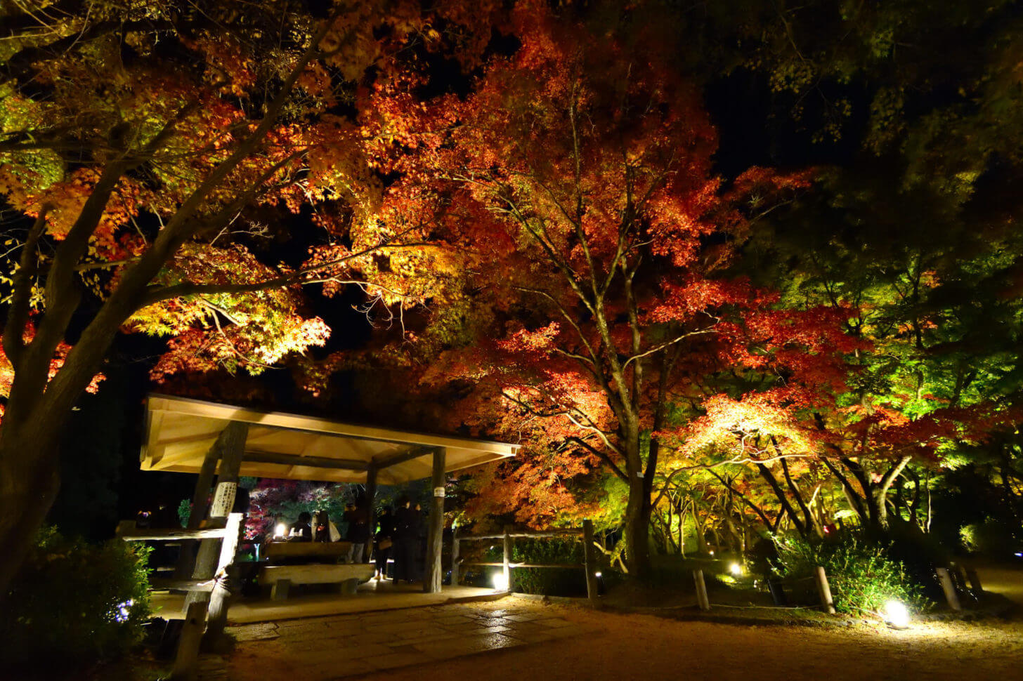 京都府立植物園「世界の紅葉ライトアップ」