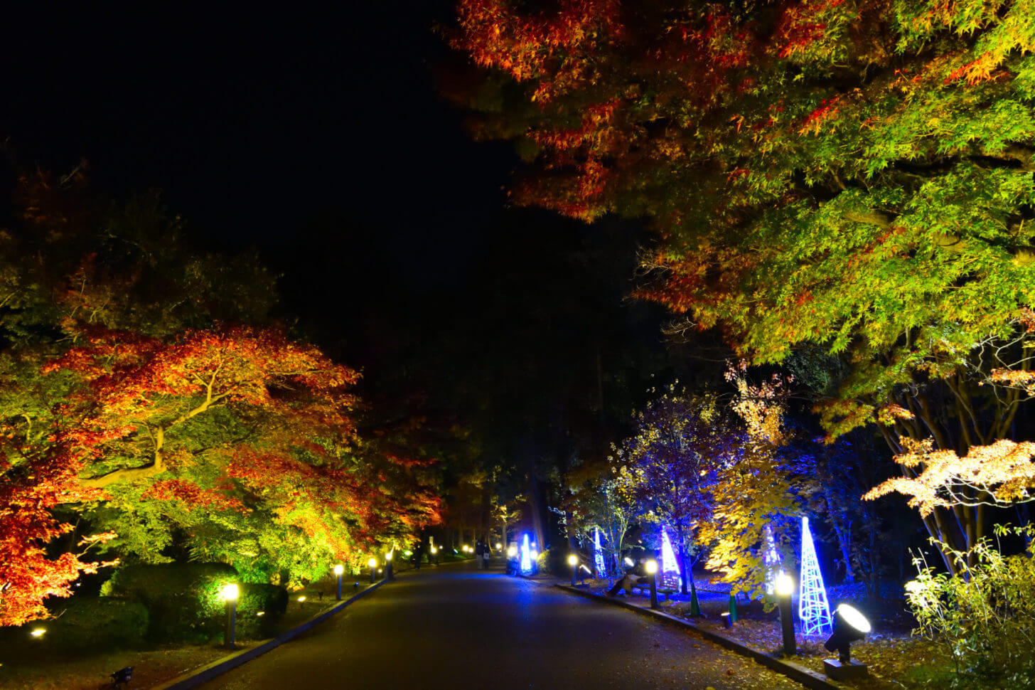 京都府立植物園「世界の紅葉ライトアップ」