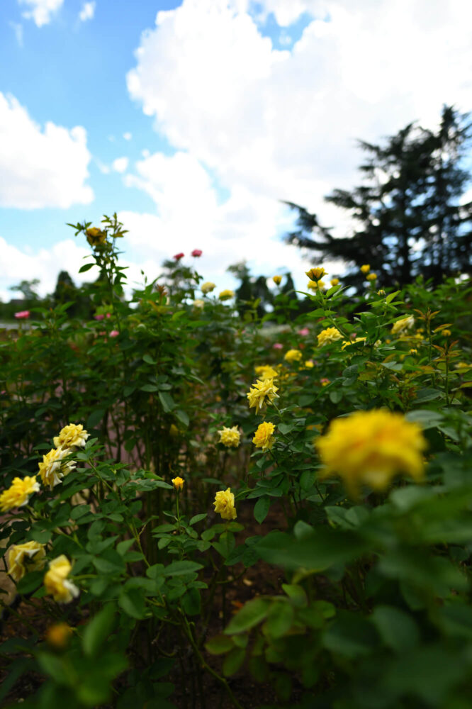 Nikon Z6IIで撮る夏の京都府立植物園