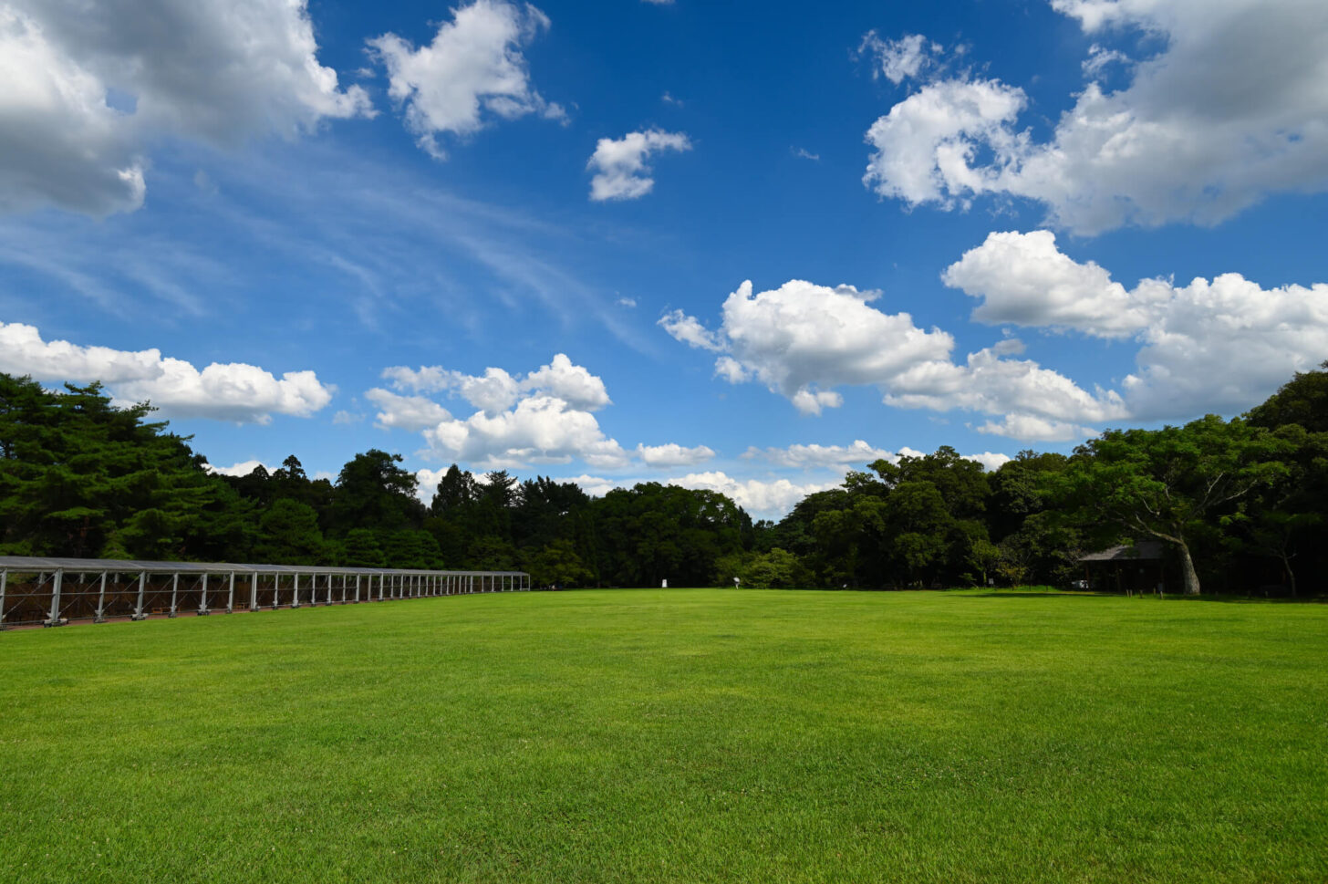 Nikon Z 6IIで撮る夏の京都府立植物園
