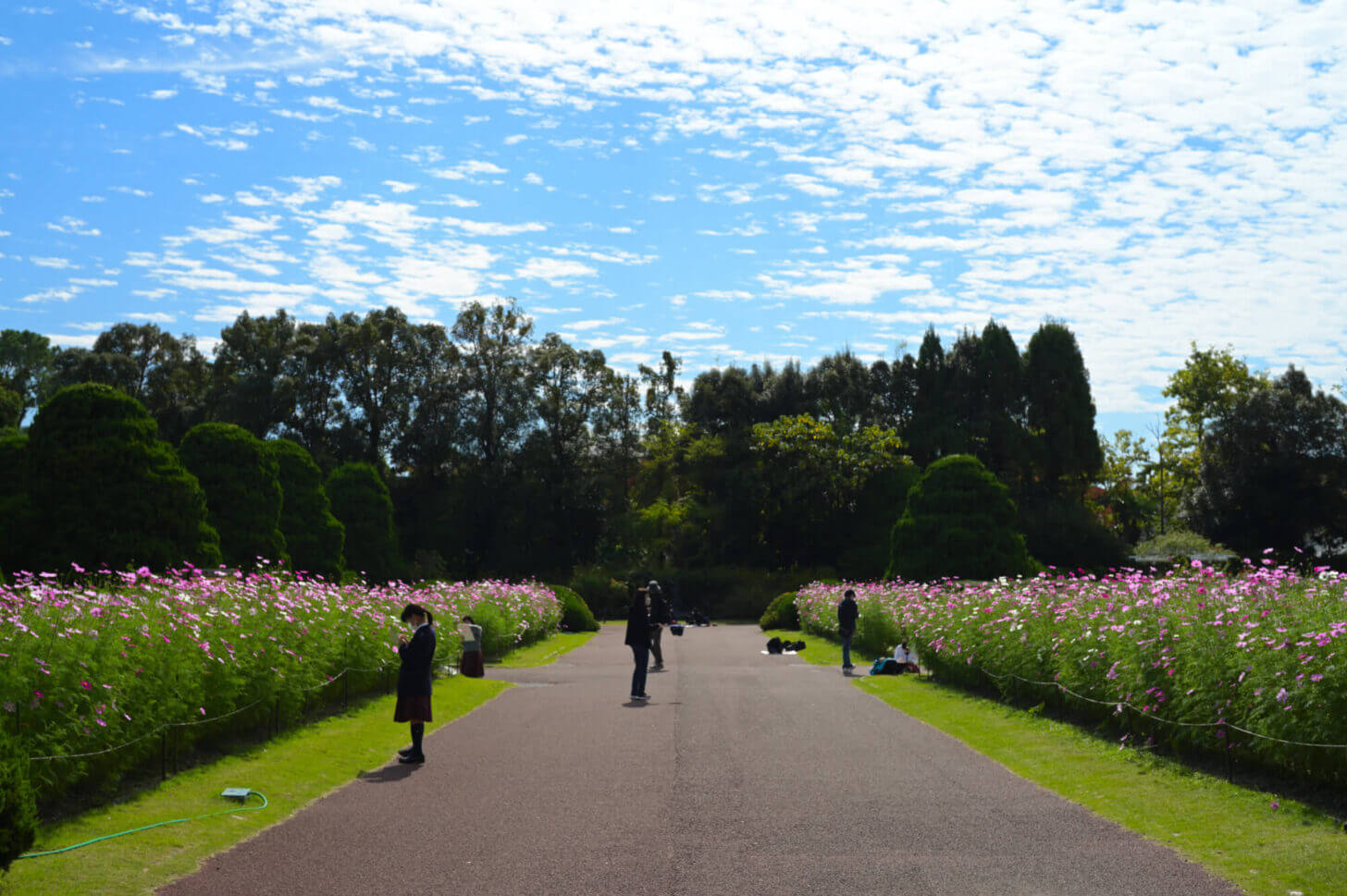 京都府立植物園のコスモス