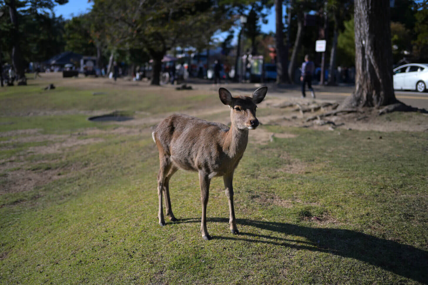 NIKKOR Z 40mm f/2で撮る奈良公園の鹿