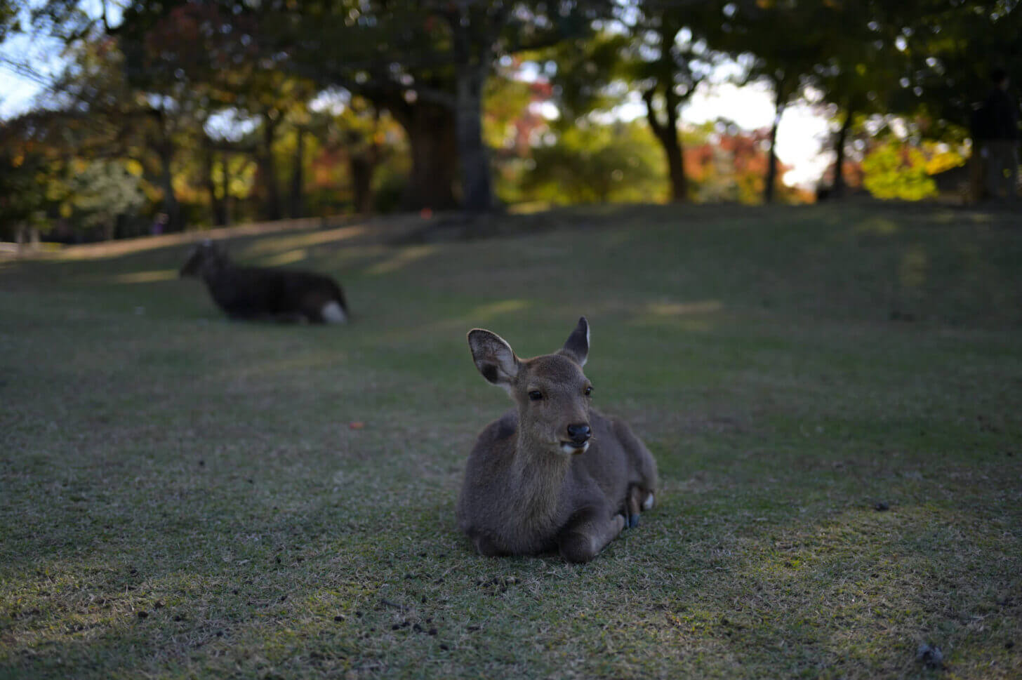 NIKKOR Z 40mm f/2で撮る奈良公園の鹿