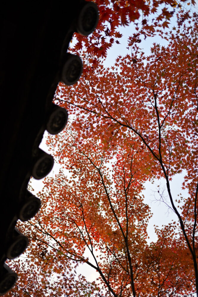 圓光寺 境内の紅葉