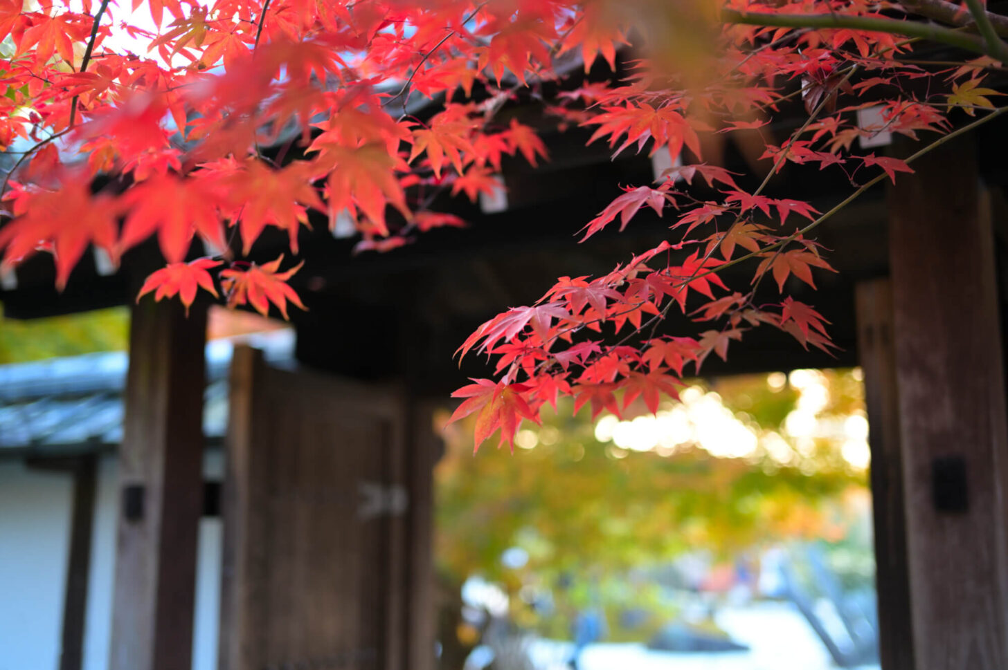 圓光寺 境内の紅葉