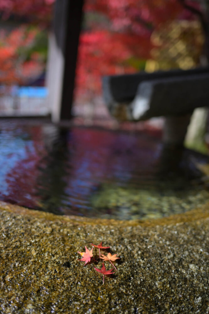 妙満寺の紅葉