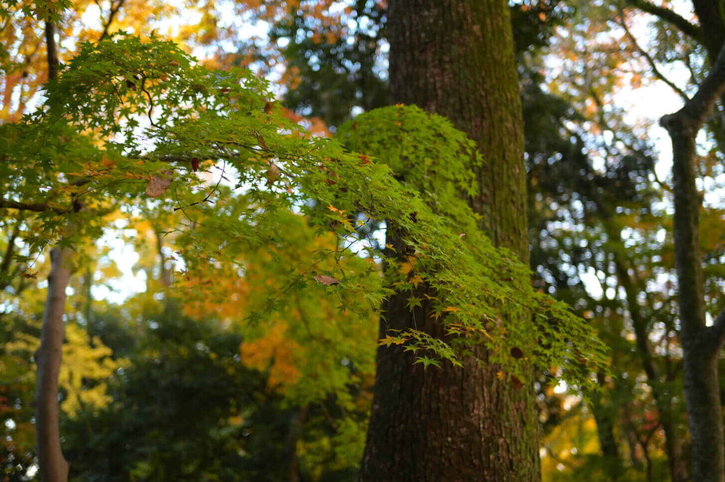 下鴨神社 糺の森の紅葉