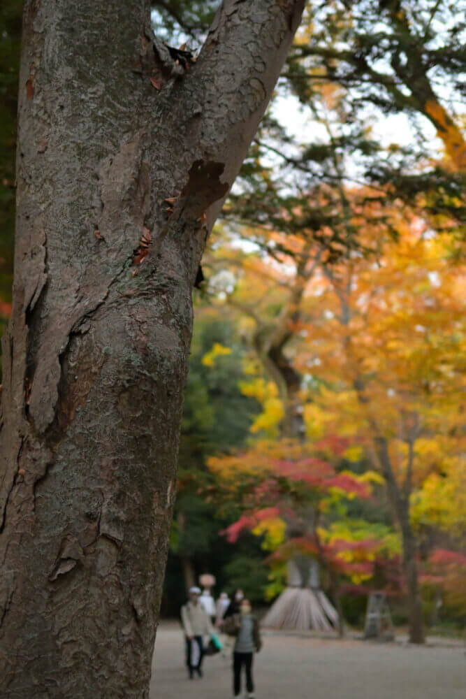 下鴨神社 糺の森表参道の紅葉