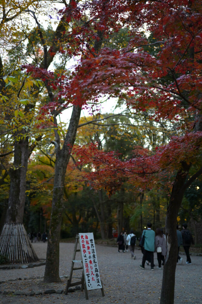 下鴨神社 糺の森表参道の紅葉
